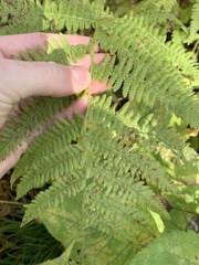 Athyrium filix-femina angustum