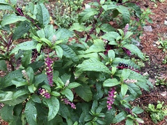 Phytolacca americana