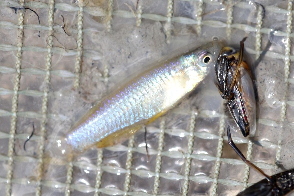 Kongoro Lampeye