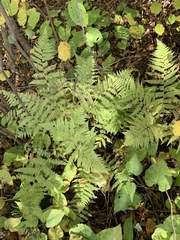 Athyrium filix-femina angustum