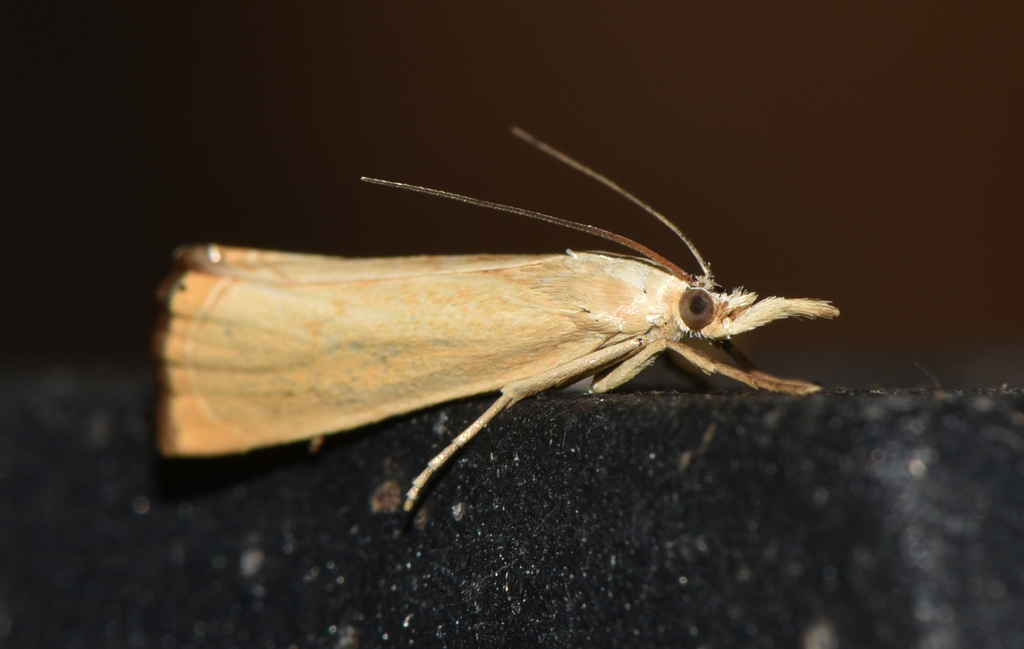 Xanthocrambus caducellus