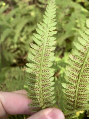 Athyrium filix-femina angustum