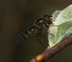 Parasyrphus lineolus