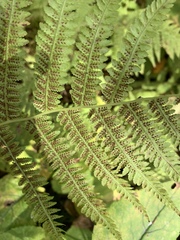 Athyrium filix-femina angustum