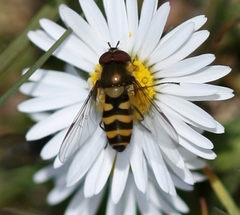 Parasyrphus lineolus