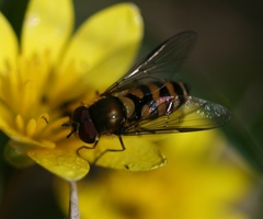 Parasyrphus lineolus