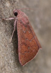 Anomis illita