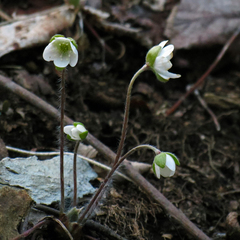 Hepatica acutiloba