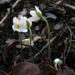 Hepatica acutiloba