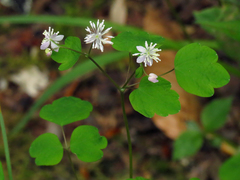 Thalictrum clavatum