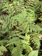 Athyrium filix-femina angustum