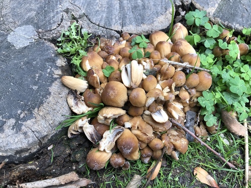 Hnojník ligotavý (Coprinellus micaceus)