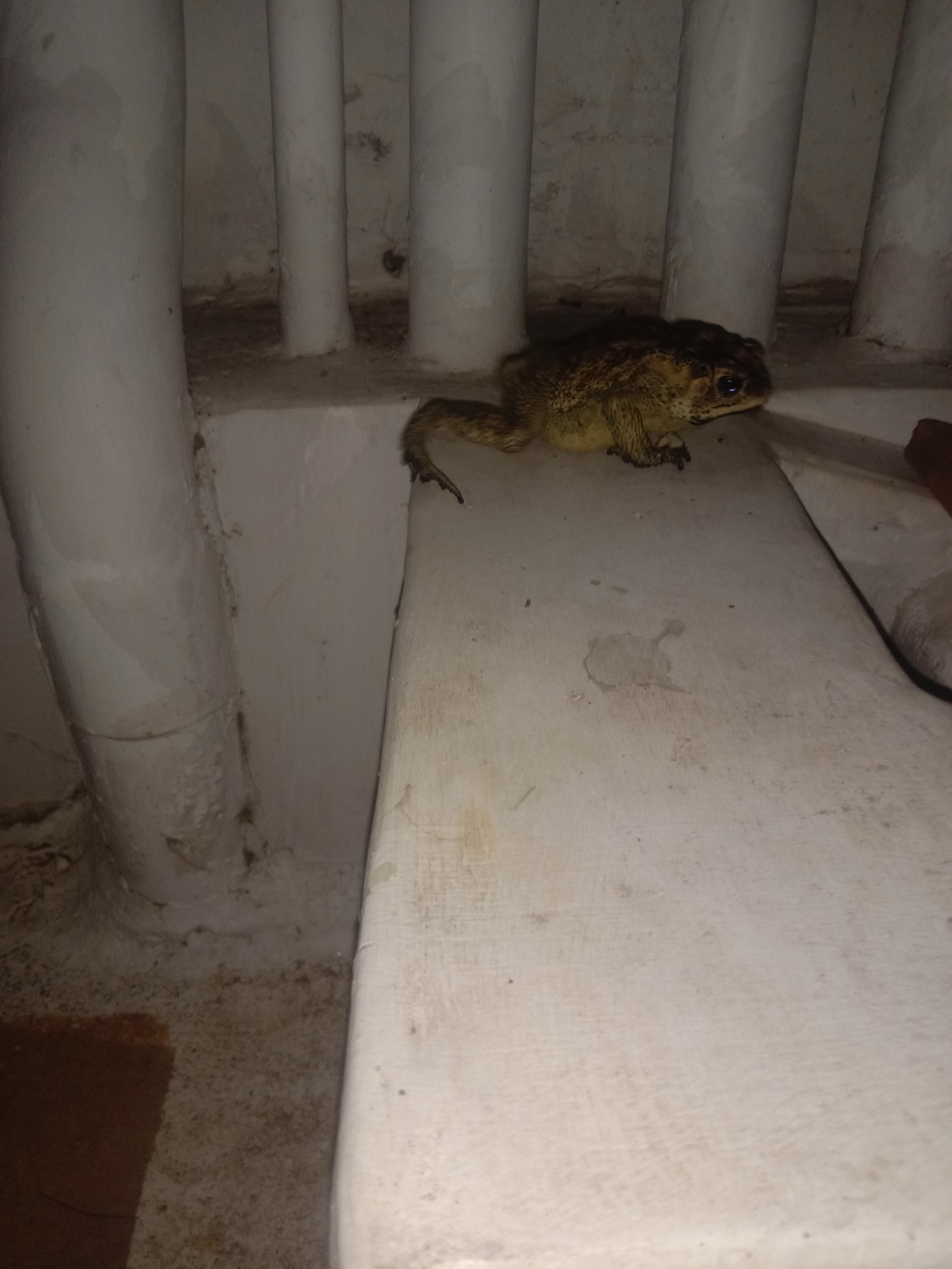 Indian Common True Toad