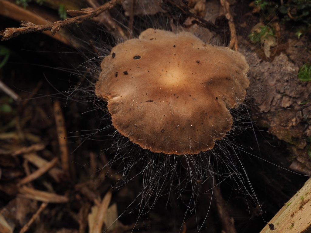 Spinellus sp. 'BC01'
