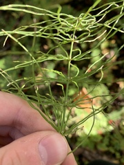 Equisetum pratense