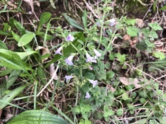 Clinopodium