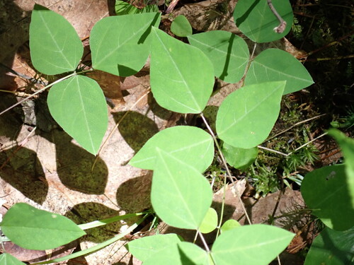 American Hog-Peanut
