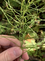 Equisetum pratense