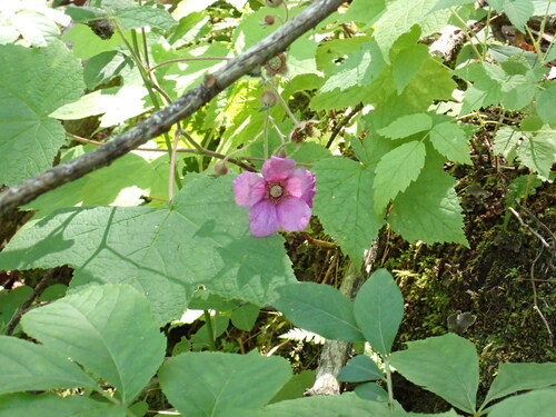 purple-flowered raspberry