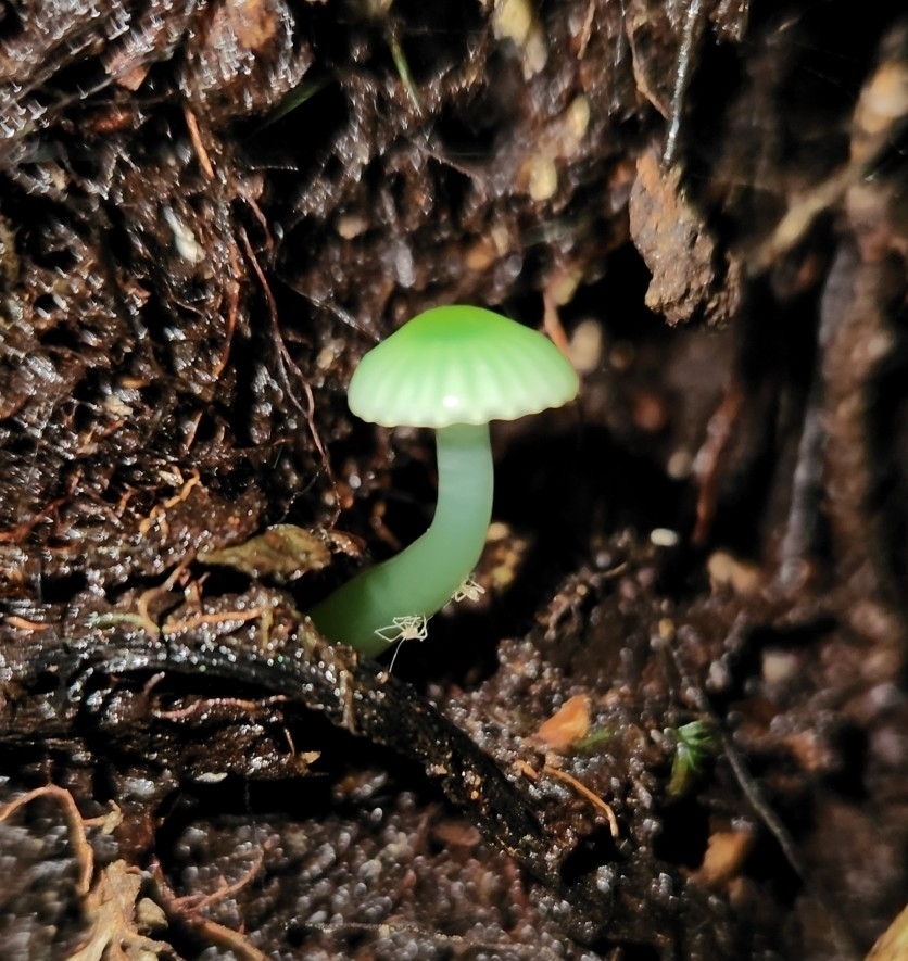 Gliophorus viridis · July 2025 · photo: © archie_tarn (iNaturalist, cc-by)