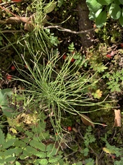 Equisetum pratense