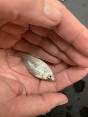 Eucinostomus argenteus