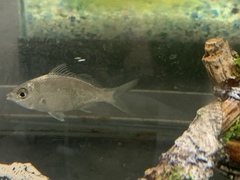 Eucinostomus argenteus