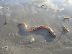 Echiophis intertinctus