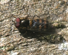 Parasyrphus punctulatus