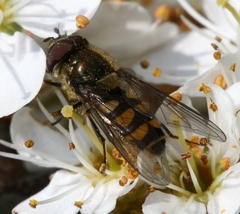 Parasyrphus punctulatus