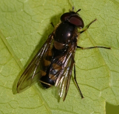 Parasyrphus punctulatus