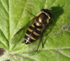 Parasyrphus punctulatus