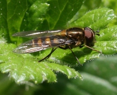 Parasyrphus punctulatus