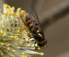 Parasyrphus punctulatus