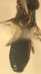 Riponnensia splendens