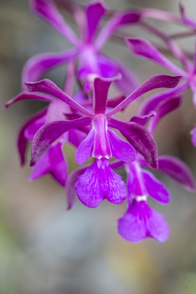 Encyclia moebusii H.Dietr. 2