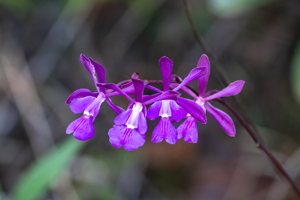 Encyclia moebusii H.Dietr. 3