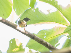 Chiroxiphia lanceolata