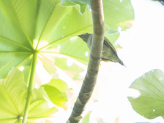 Chiroxiphia lanceolata