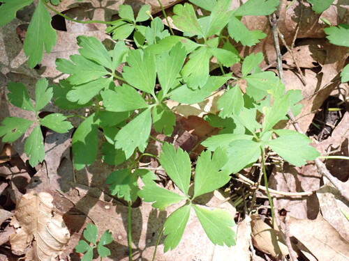 wood anemone