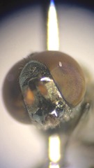 Riponnensia splendens