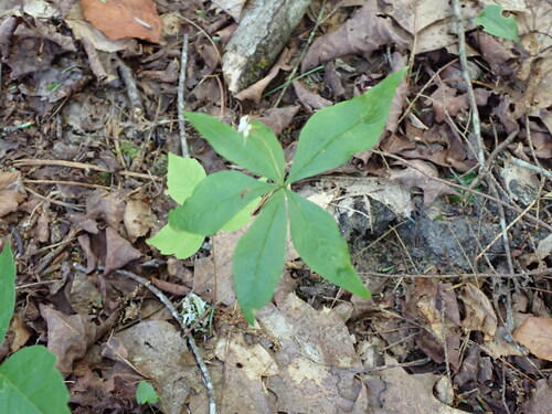 northern starflower