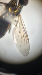 Riponnensia splendens