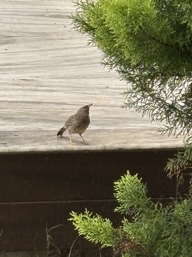 Jungle Babbler