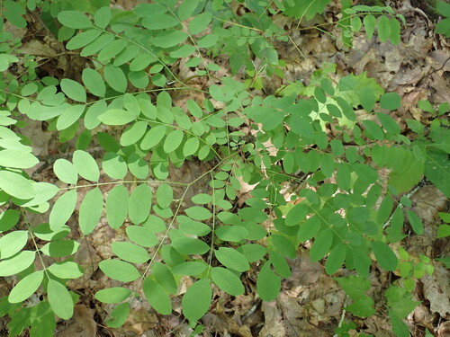 Black Locust