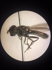 Riponnensia splendens