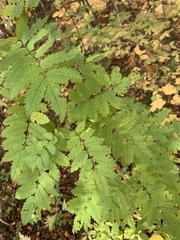 Sorbus aucuparia