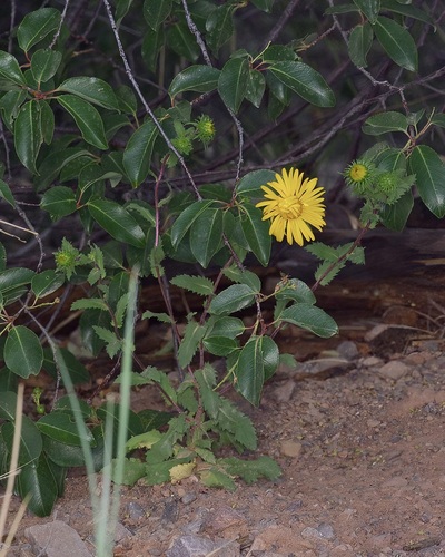 Rough Gumweed (Grindelia scabra)