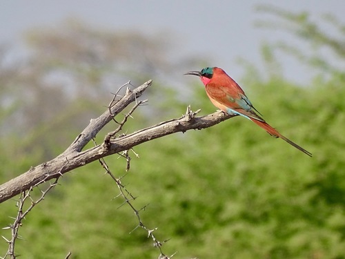 Southern Carmine Bee-eater