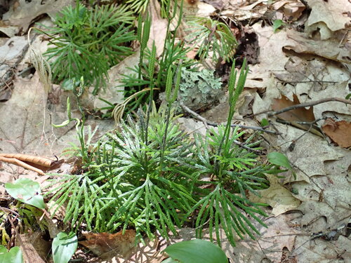 fan clubmoss